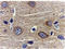 Adiponectin, C1Q And Collagen Domain Containing antibody, LS-C19515, Lifespan Biosciences, Immunohistochemistry frozen image 