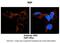 N-Ethylmaleimide Sensitive Factor, Vesicle Fusing ATPase antibody, 29-365, ProSci, Immunohistochemistry paraffin image 