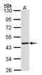 Tubby-related protein 3 antibody, PA5-28171, Invitrogen Antibodies, Western Blot image 