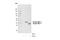 Induced myeloid leukemia cell differentiation protein Mcl-1 homolog antibody, 94296S, Cell Signaling Technology, Western Blot image 