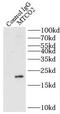 COX2 antibody, FNab05393, FineTest, Immunoprecipitation image 
