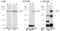 Tet Methylcytosine Dioxygenase 2 antibody, R1086-2b, Abiocode, Western Blot image 