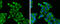 Secreted Frizzled Related Protein 2 antibody, GTX111892, GeneTex, Immunofluorescence image 