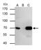 Lamin B2 antibody, MA5-17274, Invitrogen Antibodies, Immunoprecipitation image 