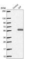 Cobalamin Binding Intrinsic Factor antibody, PA5-59293, Invitrogen Antibodies, Western Blot image 