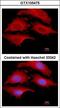 G1 To S Phase Transition 1 antibody, LS-C155239, Lifespan Biosciences, Immunofluorescence image 