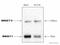 Nuclear Receptor Binding SET Domain Protein 2 antibody, ab75359, Abcam, Western Blot image 