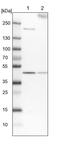 EYA Transcriptional Coactivator And Phosphatase 4 antibody, PA5-58534, Invitrogen Antibodies, Western Blot image 