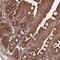 NEDD1 Gamma-Tubulin Ring Complex Targeting Factor antibody, NBP1-83377, Novus Biologicals, Immunohistochemistry frozen image 