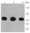 Phosphoglycerate Kinase 1 antibody, A01449, Boster Biological Technology, Western Blot image 