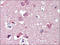 Reticulon 4 antibody, AP23125PU-N, Origene, Immunohistochemistry frozen image 