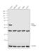 Paired Box 8 antibody, MA1-117, Invitrogen Antibodies, Western Blot image 