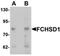 FCH And Double SH3 Domains 1 antibody, orb75670, Biorbyt, Western Blot image 