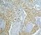 Lon Peptidase 1, Mitochondrial antibody, A03808-2, Boster Biological Technology, Immunohistochemistry frozen image 