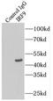 Interferon regulatory factor 9 antibody, FNab04397, FineTest, Immunoprecipitation image 