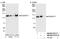 Kinesin Family Member 11 antibody, NB100-57514, Novus Biologicals, Western Blot image 