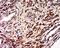 Progesterone Immunomodulatory Binding Factor 1 antibody, orb1505, Biorbyt, Immunohistochemistry paraffin image 