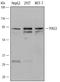 Protein Inhibitor Of Activated STAT 3 antibody, AF5120, R&D Systems, Western Blot image 
