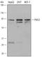 Protein Inhibitor Of Activated STAT 3 antibody, AF5120, R&D Systems, Western Blot image 