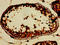 SIN3 Transcription Regulator Family Member A antibody, LS-C672553, Lifespan Biosciences, Immunohistochemistry paraffin image 