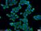 ER Lipid Raft Associated 1 antibody, 17311-1-AP, Proteintech Group, Immunofluorescence image 