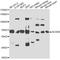 Acyl-CoA Dehydrogenase Family Member 9 antibody, A7798, ABclonal Technology, Western Blot image 