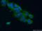 GRB2 Associated Binding Protein 3 antibody, 20089-1-AP, Proteintech Group, Immunofluorescence image 