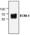 Extracellular matrix protein 1 antibody, GTX59726, GeneTex, Western Blot image 