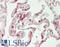 Thrombomodulin antibody, LS-B13229, Lifespan Biosciences, Immunohistochemistry paraffin image 