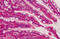Membrane Palmitoylated Protein 5 antibody, MBS241955, MyBioSource, Immunohistochemistry frozen image 