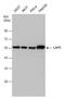 Proline aminopeptidase antibody, GTX131074, GeneTex, Western Blot image 