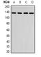 Centromere Protein C antibody, orb377992, Biorbyt, Western Blot image 