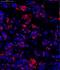 Lysine Demethylase 5B antibody, NB100-97821, Novus Biologicals, Immunofluorescence image 