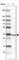 DnaJ Heat Shock Protein Family (Hsp40) Member C8 antibody, HPA026283, Atlas Antibodies, Western Blot image 