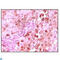 S100 Calcium Binding Protein A6 antibody, LS-C812409, Lifespan Biosciences, Western Blot image 