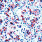 Prolactin antibody, LS-C88413, Lifespan Biosciences, Immunohistochemistry frozen image 