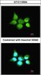 SS-A antibody, GTX113554, GeneTex, Immunofluorescence image 