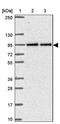 Tetratricopeptide Repeat Domain 7B antibody, PA5-63750, Invitrogen Antibodies, Western Blot image 