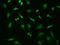 Ubiquitin Recognition Factor In ER Associated Degradation 1 antibody, 203480-T02, Sino Biological, Immunohistochemistry paraffin image 