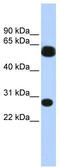 Tripartite Motif Containing 16 antibody, TA339130, Origene, Western Blot image 