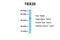 T-box transcription factor TBX20 antibody, ARP33177_P050, Aviva Systems Biology, Western Blot image 