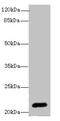 Erythropoietin antibody, MBS7001671, MyBioSource, Western Blot image 