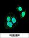 Heat Shock Transcription Factor 1 antibody, 61-400, ProSci, Immunofluorescence image 