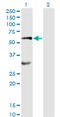 Erythropoietin Receptor antibody, LS-C197151, Lifespan Biosciences, Western Blot image 