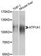 ATPase Na+/K+ Transporting Subunit Alpha 1 antibody, STJ114280, St John