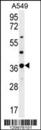 Olfactory Receptor Family 4 Subfamily M Member 1 antibody, 56-284, ProSci, Western Blot image 