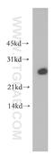 Adenosine Deaminase TRNA Specific 2 antibody, 13621-1-AP, Proteintech Group, Western Blot image 