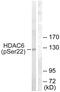 Histone Deacetylase 6 antibody, PA5-38498, Invitrogen Antibodies, Western Blot image 