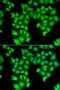 GLI Family Zinc Finger 2 antibody, orb247469, Biorbyt, Immunocytochemistry image 