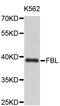 Fibrillarin antibody, abx126906, Abbexa, Western Blot image 